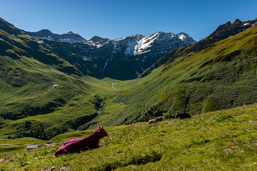 Cirque du Plan de la Chaux et vaches suisses