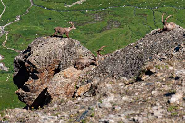 Tête Nord des Fours : bouquetins