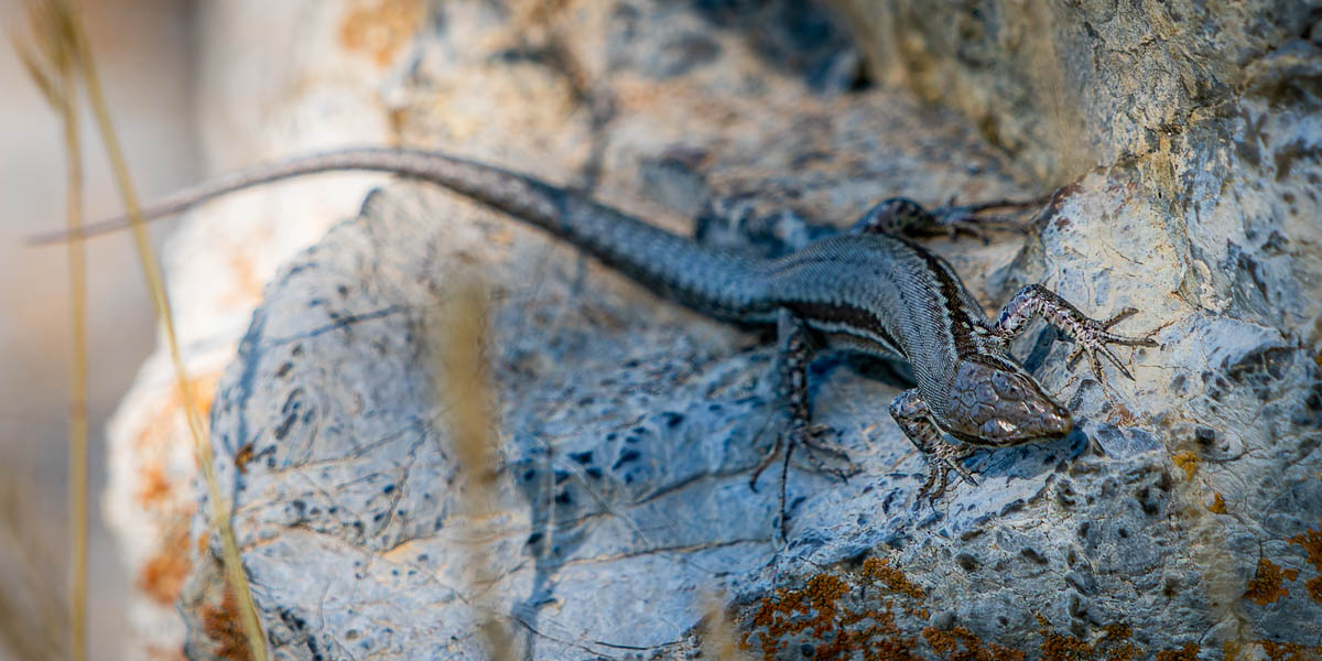 Lézard des murailles (Podarcis muralis)