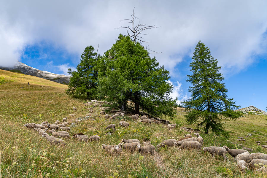 Moutons sur le sentier, patou, berger