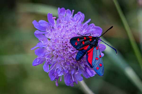 Papillon : zygène transalpine (Zygaena transalpina)