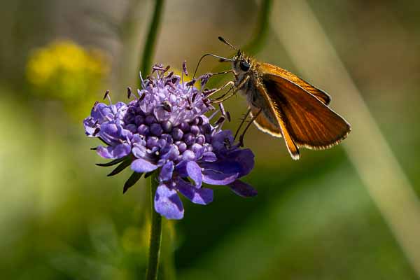 Papillon : hespérie du dactyle (Thymelicus lineola)