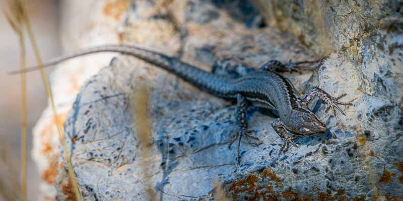 Lézard des murailles (Podarcis muralis)