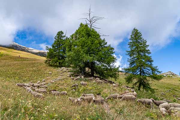 Moutons sur le sentier, patou, berger