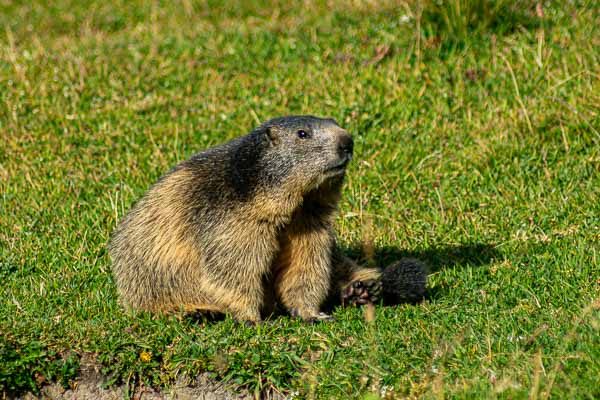 Marmotte