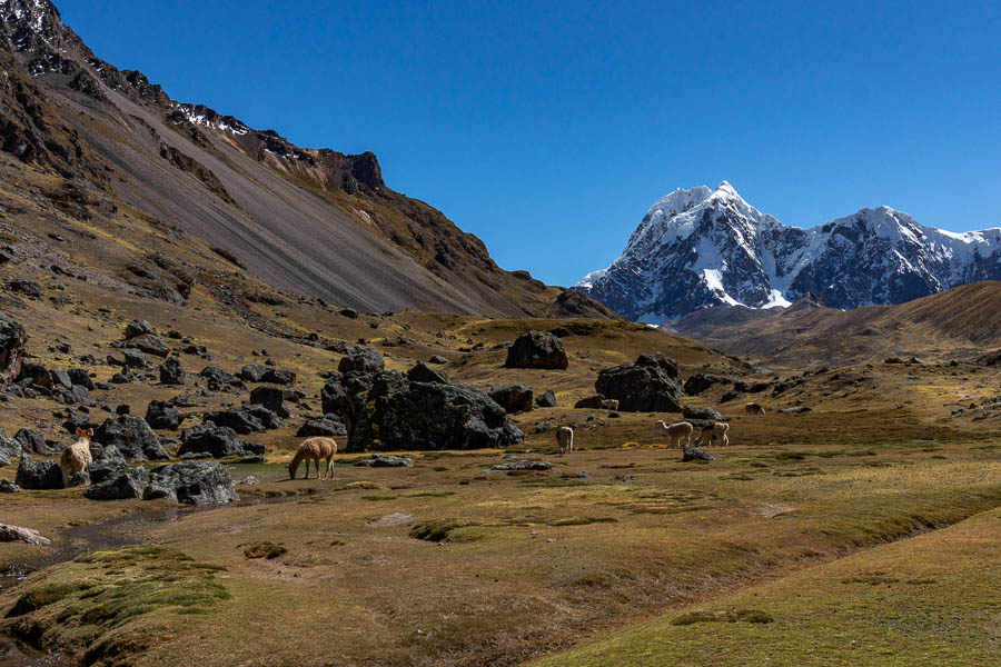 Alpagas et pico Tres (Hatun Uma), 6093 m