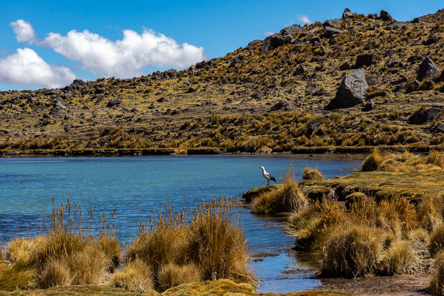 Laguna Azulcocha