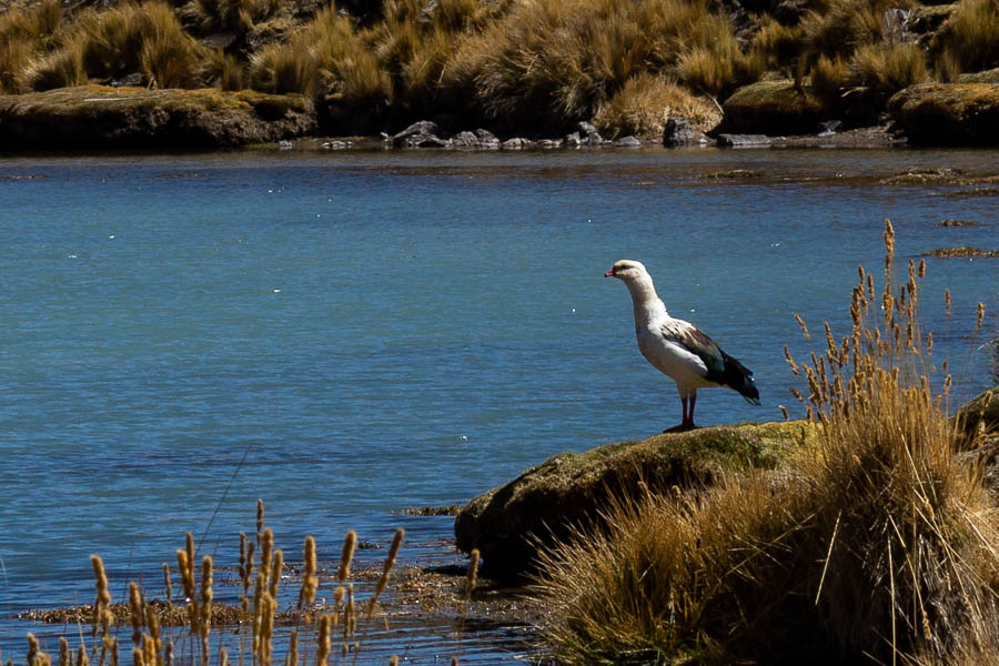 Laguna Azulcocha