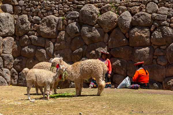 Saqsaywaman : alpagas et Péruviennes