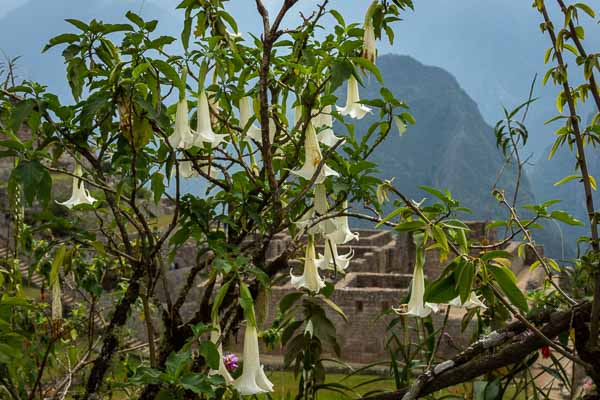 Machu Picchu : brugmansia