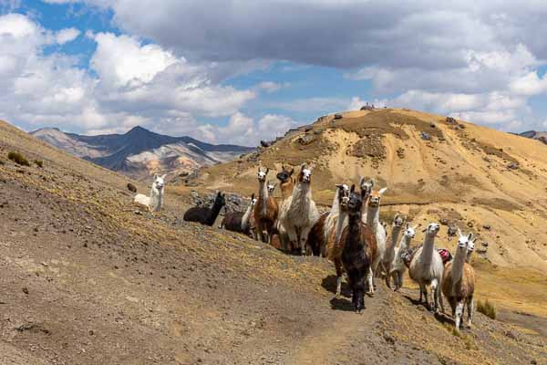 Lamas