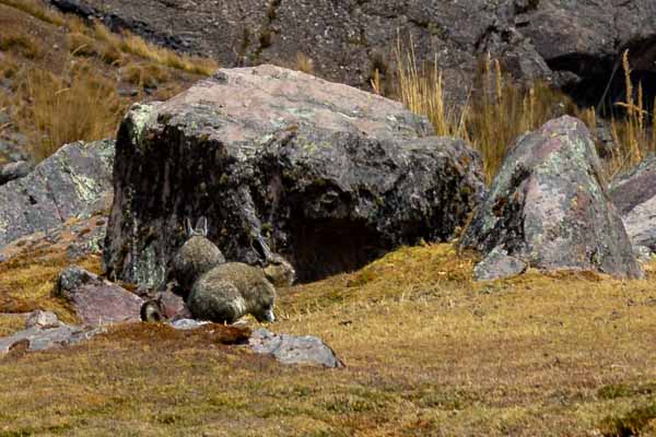 Viscaches