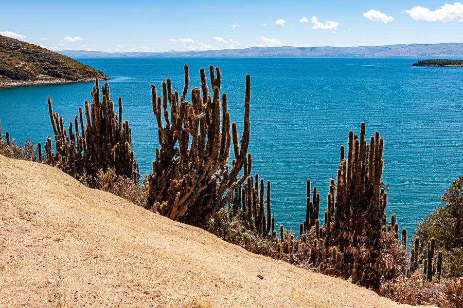 Lac Titicaca : île du Soleil, cactus