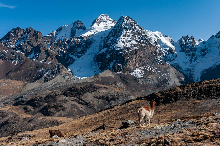 Lama devant le Condoriri