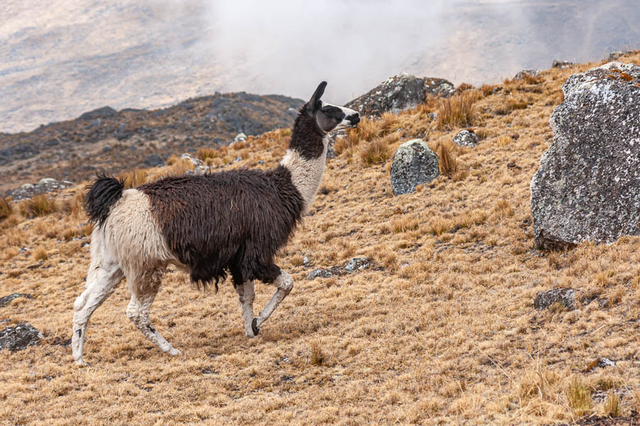 Lama