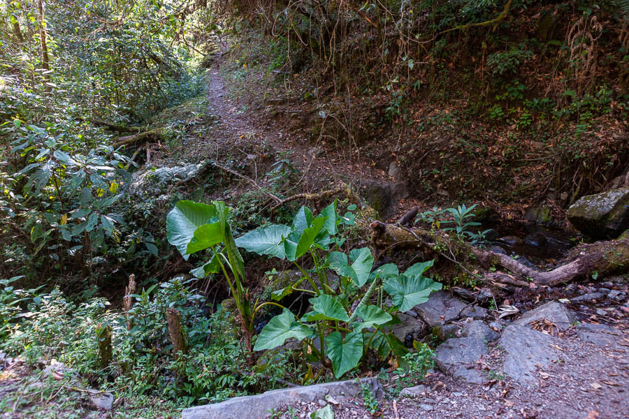 Sentier en forêt