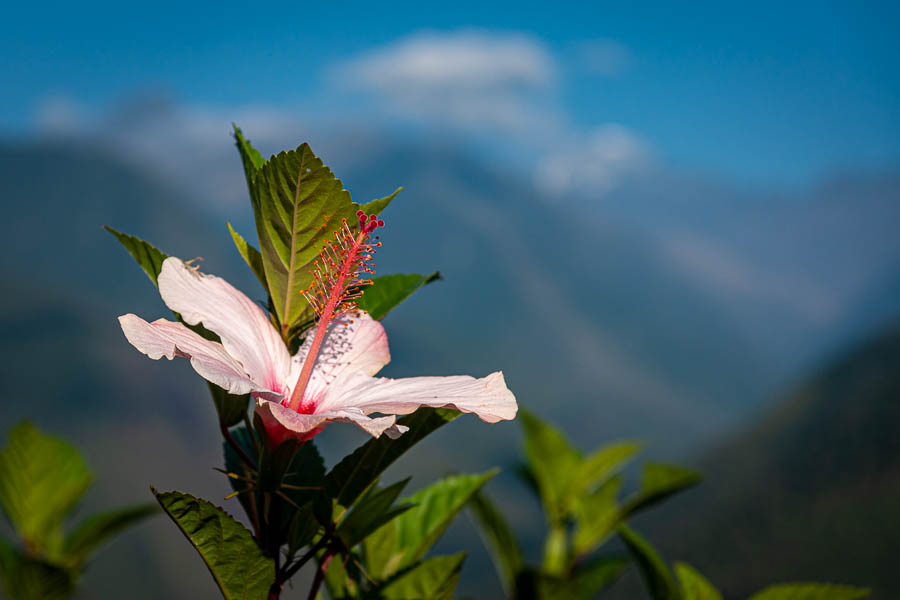 Hibiscus