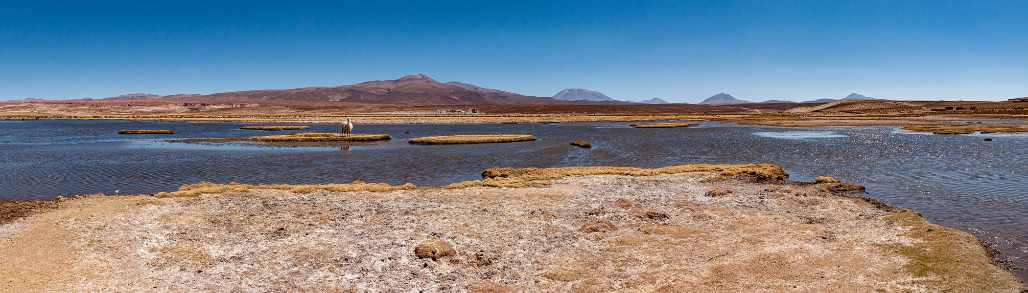 Rivière et lama