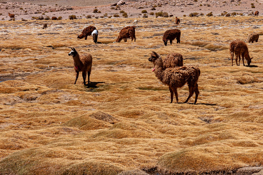 Uturuncu et lamas