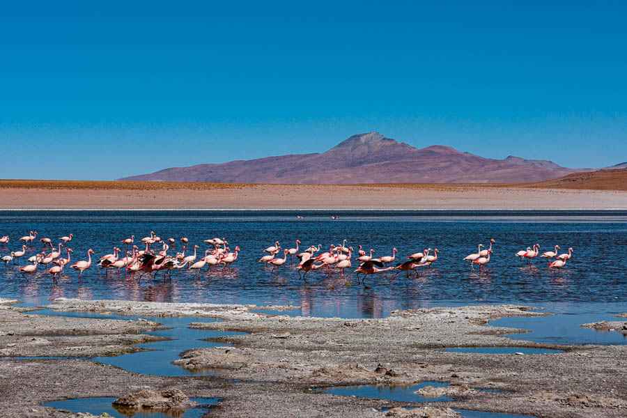 Laguna Hedionda : flamants