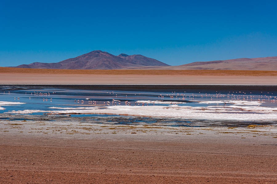 Laguna Hedionda : flamants