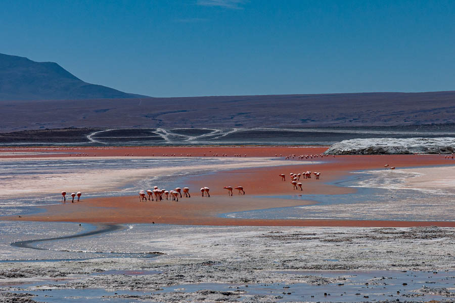 Laguna Colorada : flamants