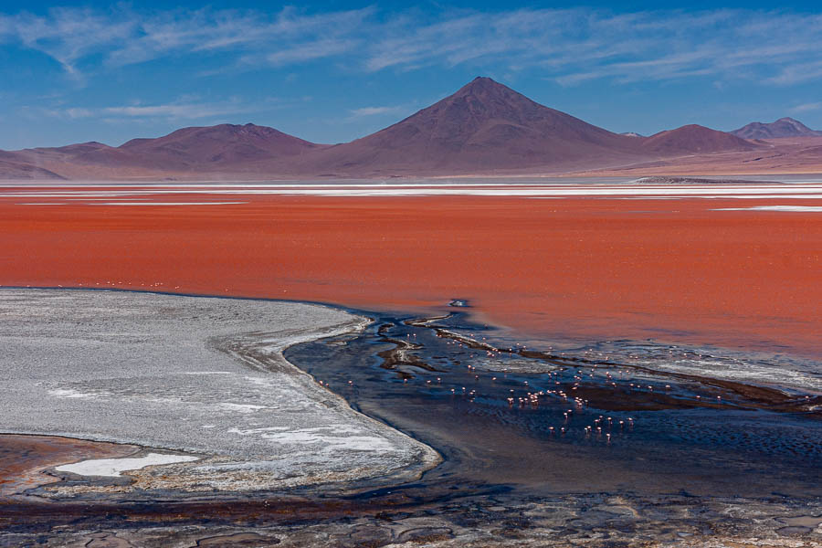 Laguna Colorada : flamants