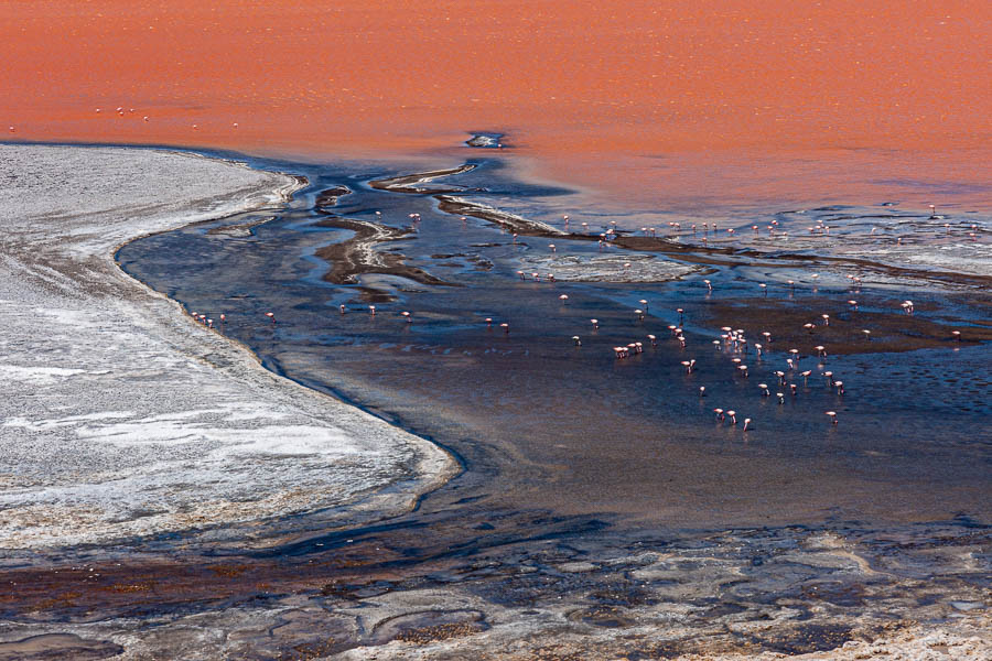 Laguna Colorada : flamants