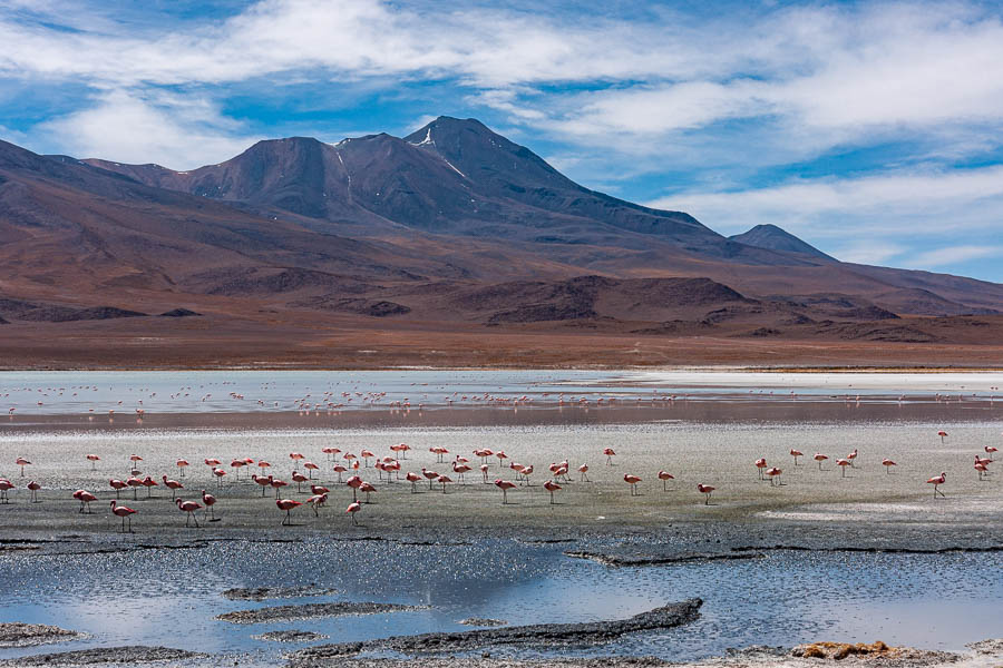 Laguna Hedionda : flamants