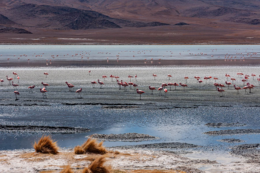 Laguna Hedionda : flamants