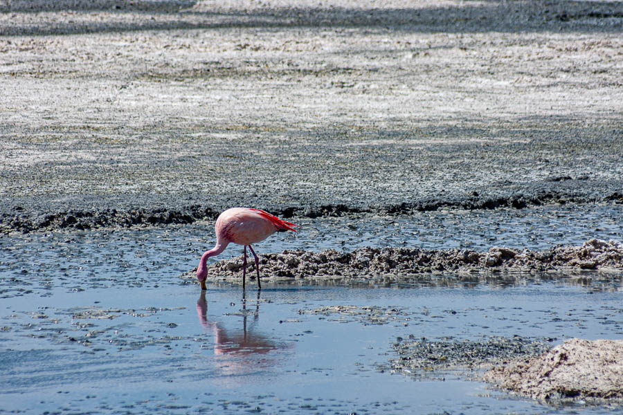 Laguna Hedionda : flamant