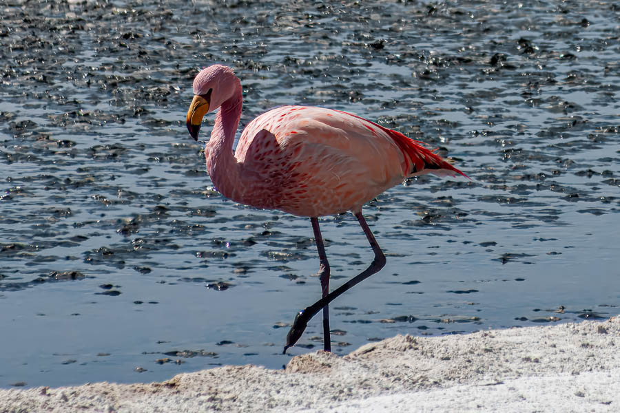 Laguna Hedionda : flamant