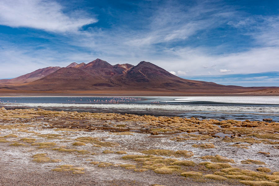 Laguna Cañapa : flamants