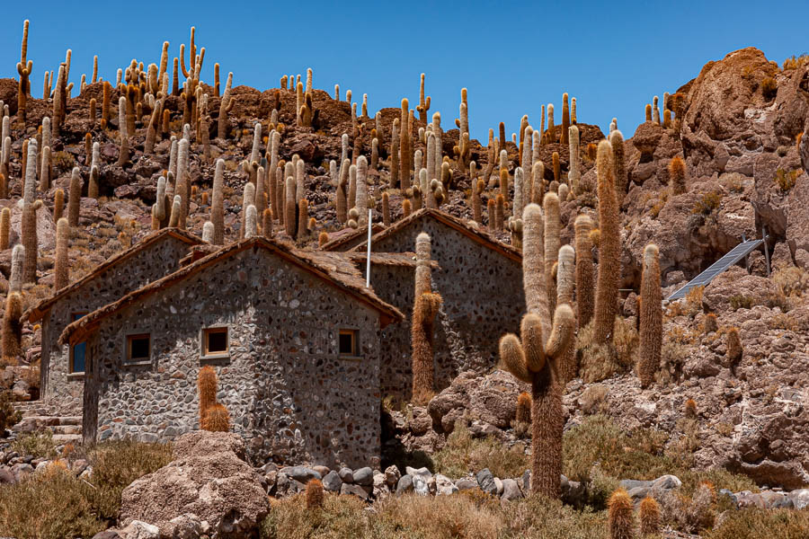 Salar d'Uyuni : île Incahuasi