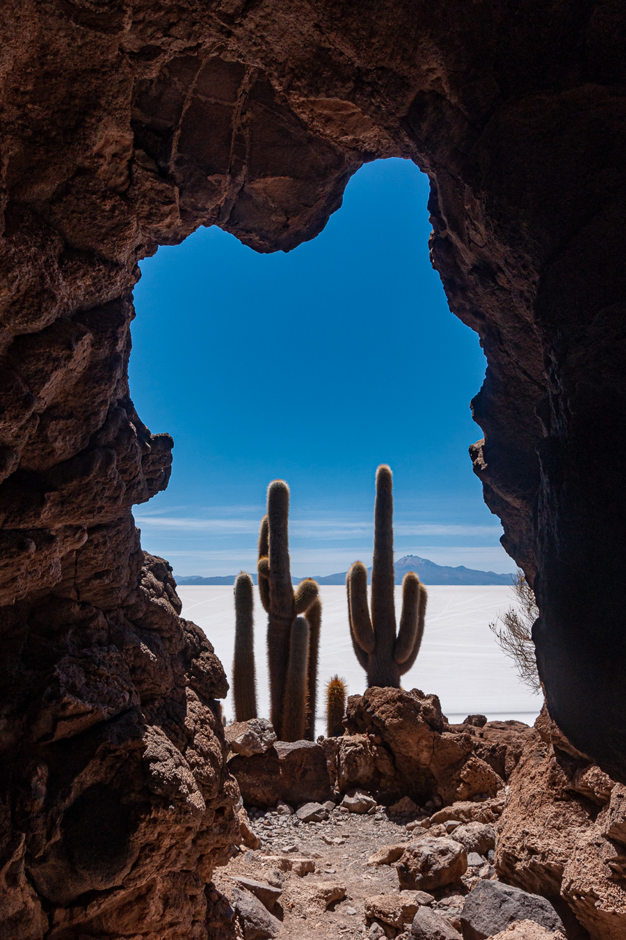 Salar d'Uyuni : île Incahuasi