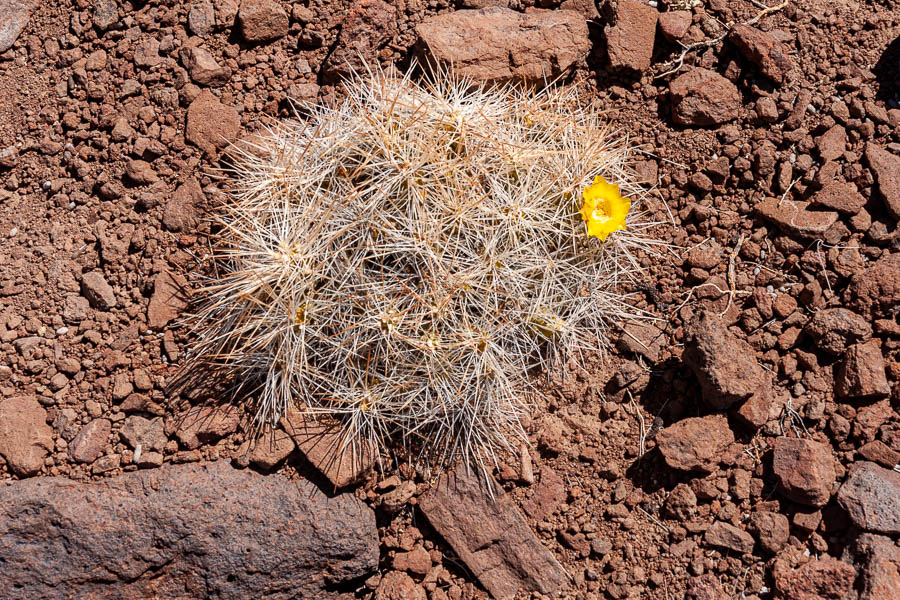 Salar d'Uyuni : île Pescado, fleur de cactus