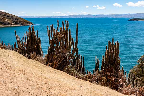 Lac Titicaca, île du Soleil : cactus