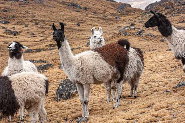 Lamas