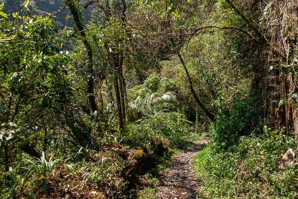 Sentier en forêt