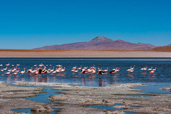 Laguna Hedionda : flamants