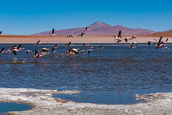 Laguna Hedionda : flamants