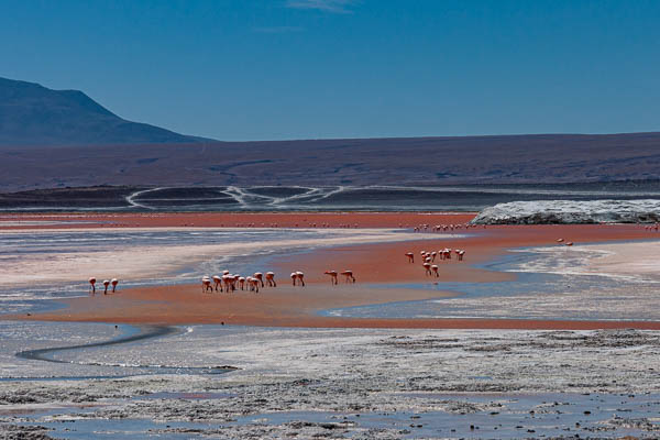 Laguna Colorada : flamants