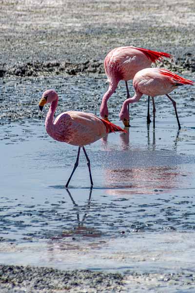 Laguna Hedionda : flamants