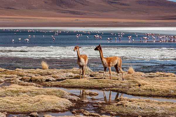 Laguna Cañapa : flamants et vigognes