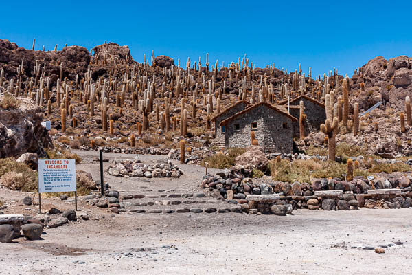 Salar d'Uyuni : île Incahuasi