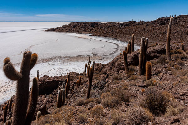 Salar d'Uyuni : île Incahuasi