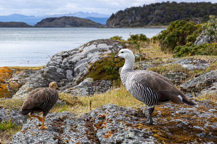 Couple d'ouettes de Magellan (Chloephaga picta)