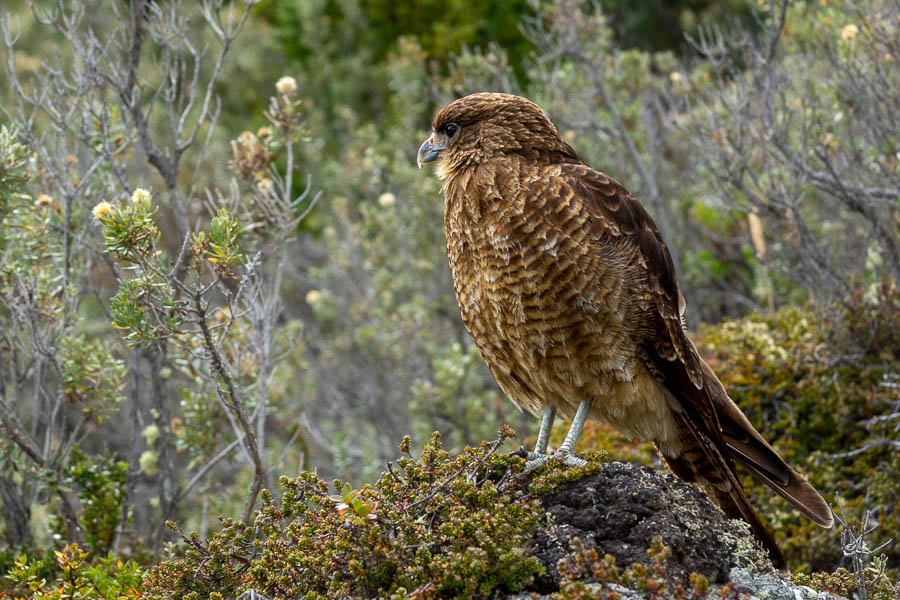 Ushuaia, parc national Tierra del Fuego : chimango