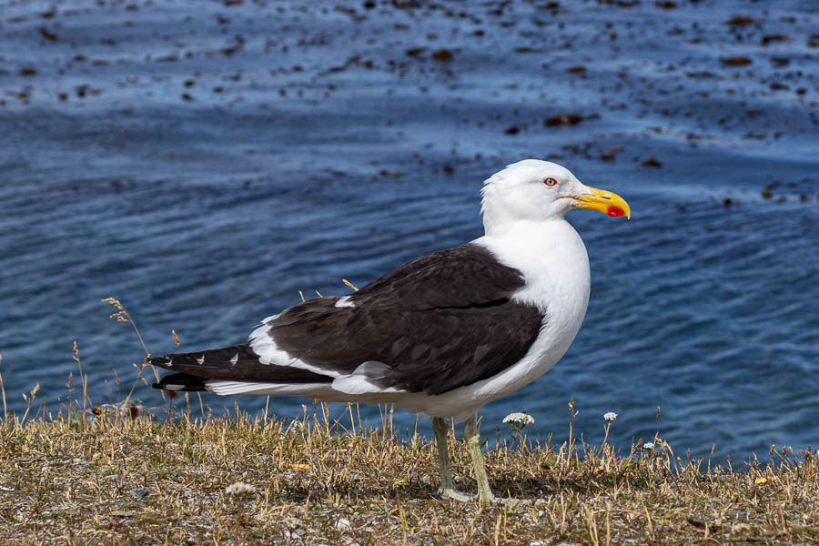 Ushuaia : goéland dominicain