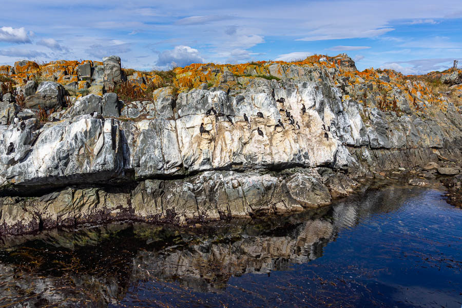 Ushuaia, canal Beagle : colonie de cormorans de Magellan (Phalacrocorax magellanicus)